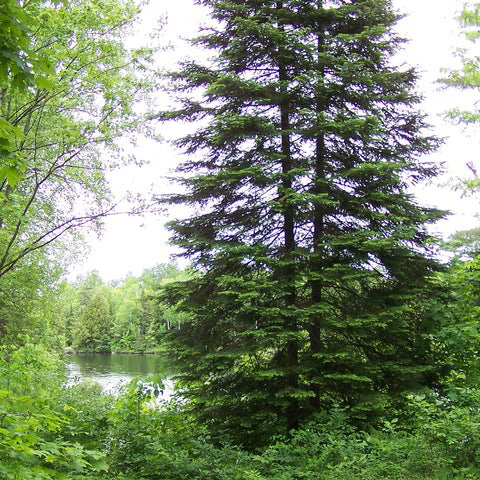 Ancient Forest