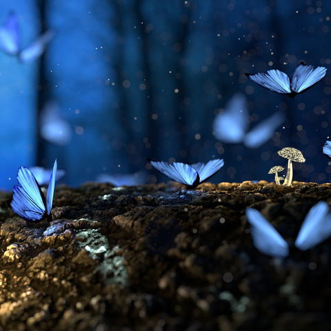 Butterfly Blues