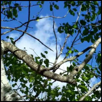 Cool Breeze - Looking up at the bright blue sky through the branches of a silver birch tree.