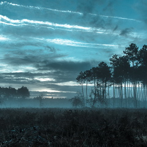 Forest Rain Storm