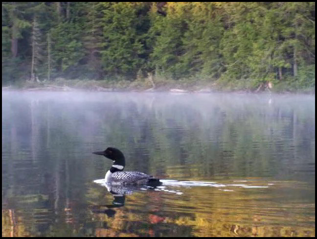 Loon's Lament