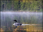 Loon's Lament